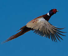 Common Pheasant