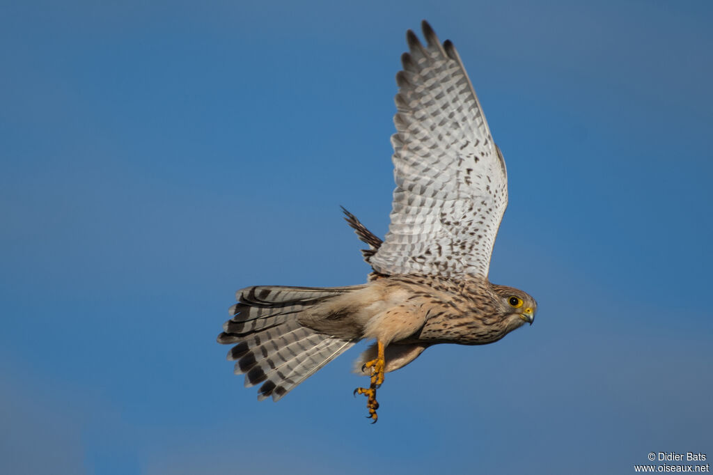 Common Kestrel female adult, Flight