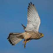 Common Kestrel