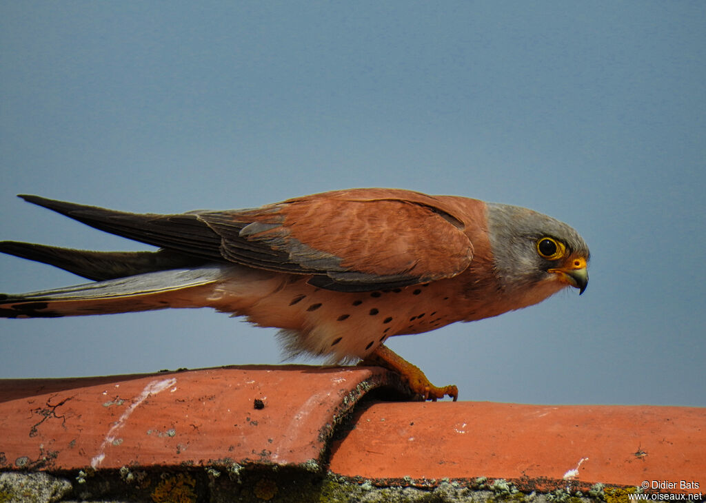 Lesser Kestrel male adult