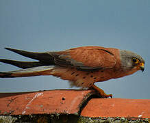 Lesser Kestrel