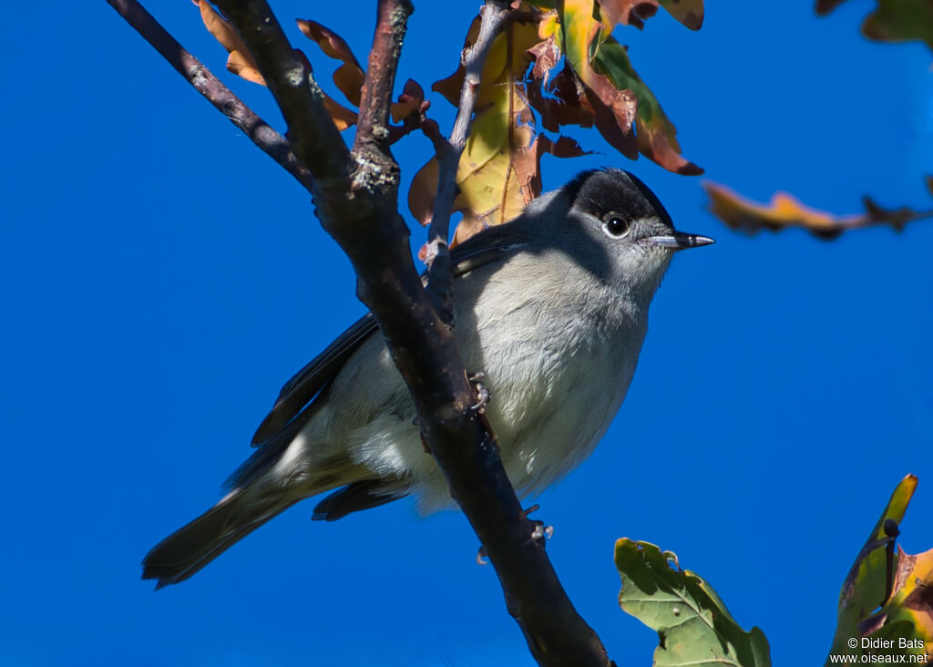 Eurasian Blackcap male adult