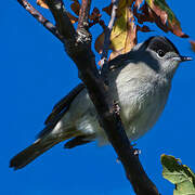 Eurasian Blackcap