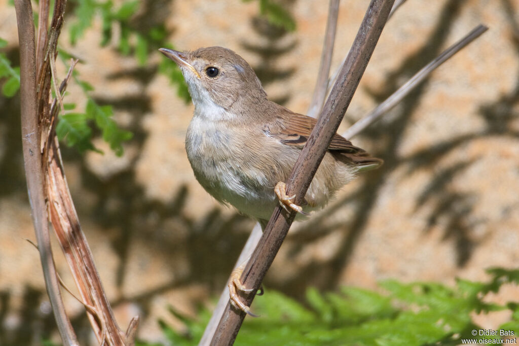 Common Whitethroat