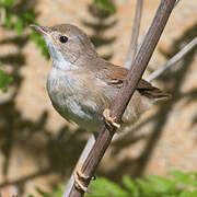 Common Whitethroat