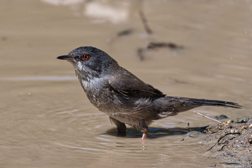 Fauvette mélanocéphale