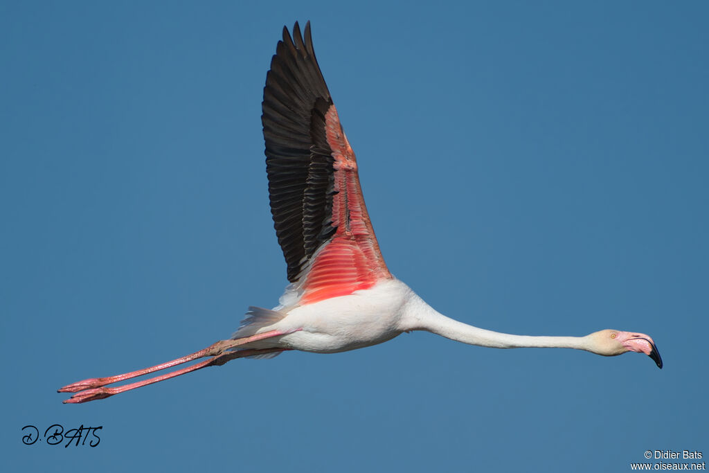 Flamant roseadulte