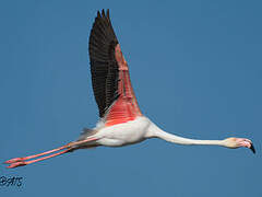 Greater Flamingo