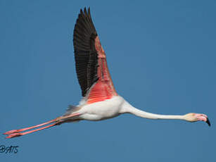 Flamant rose