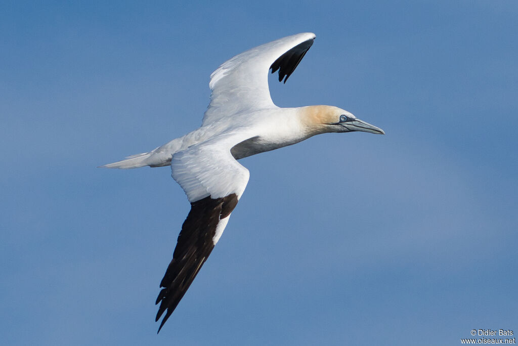 Northern Gannetadult breeding, Flight