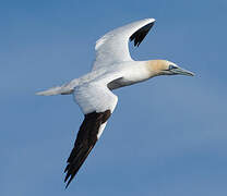 Northern Gannet