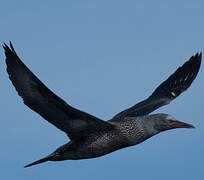 Northern Gannet