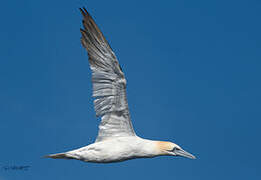 Northern Gannet