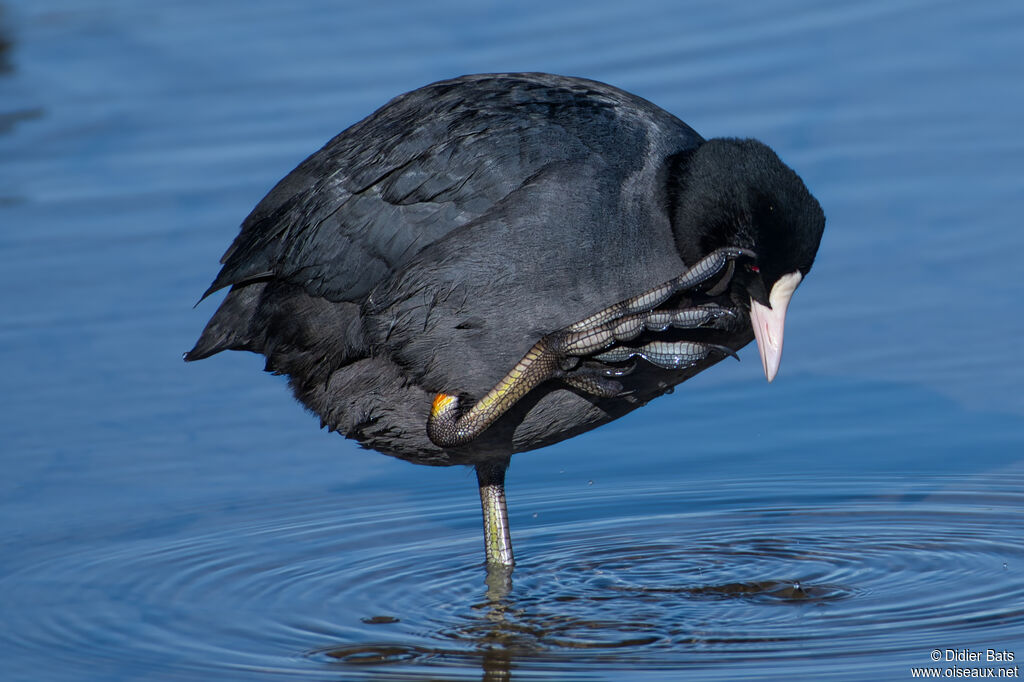 Eurasian Coot