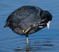 Eurasian Coot