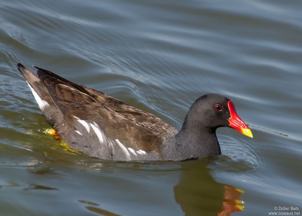 Gallinule poule-d'eau