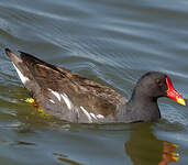 Gallinule poule-d'eau