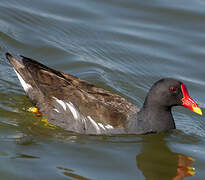 Common Moorhen