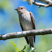 Spotted Flycatcher