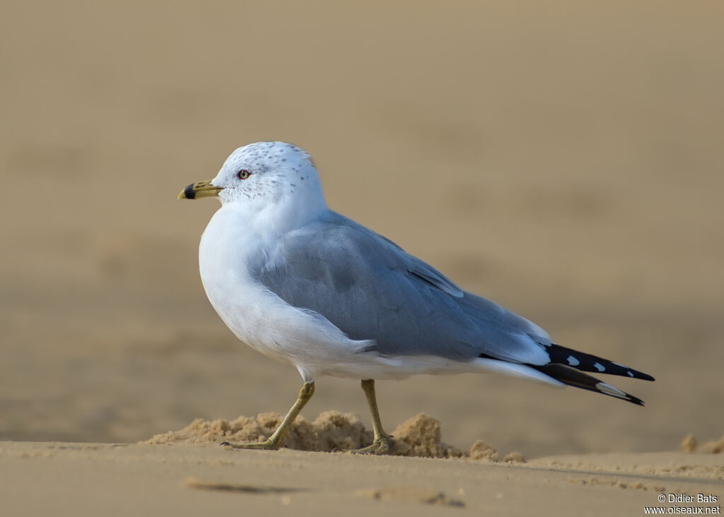 Ring-billed Gull