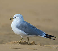 Ring-billed Gull