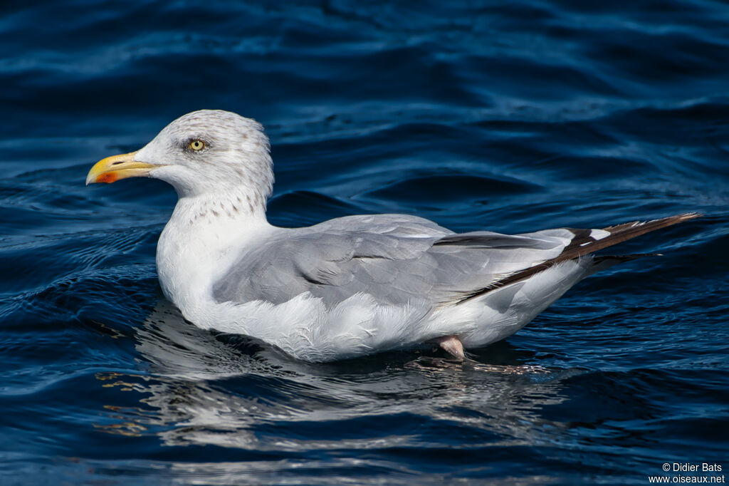 Goéland argenté