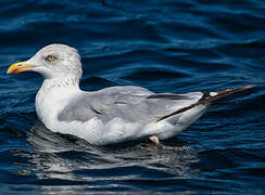 European Herring Gull