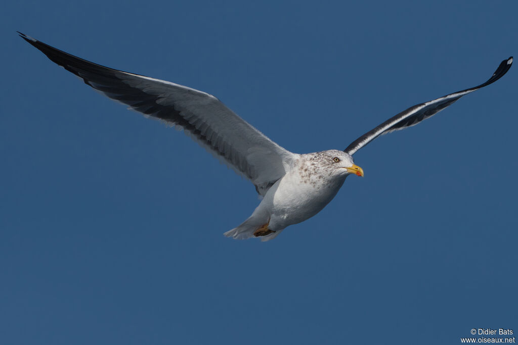 Lesser Black-backed Gull