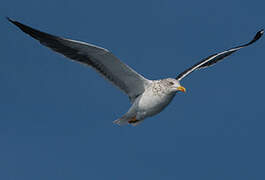 Lesser Black-backed Gull