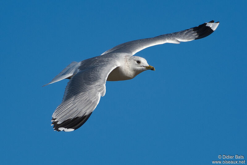 Mew Gull, Flight
