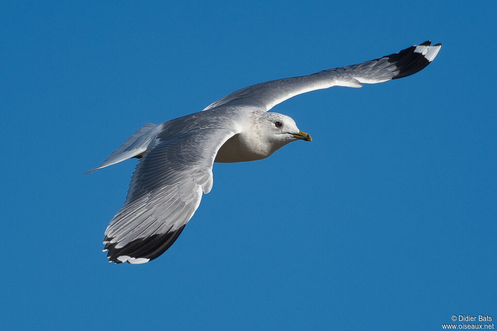 Common Gull, Flight