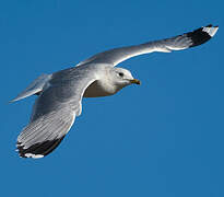 Common Gull