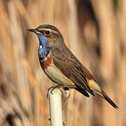 Bluethroat