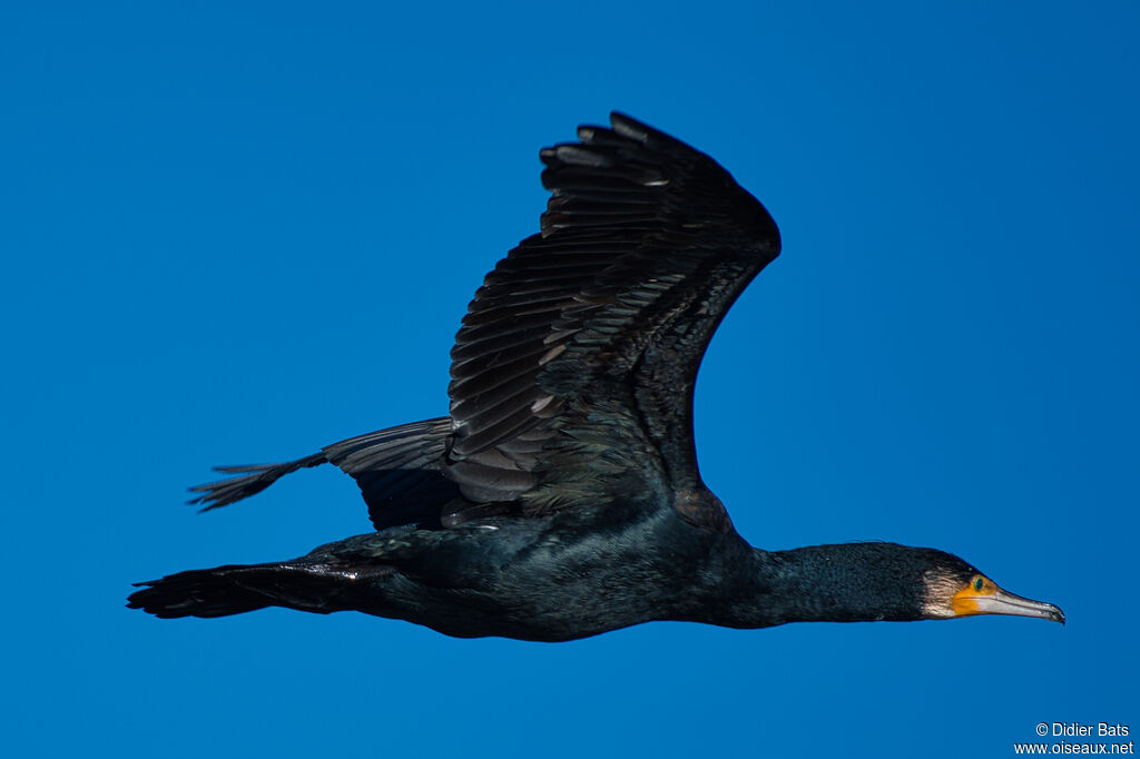 Great Cormorantadult