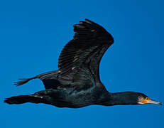 Great Cormorant