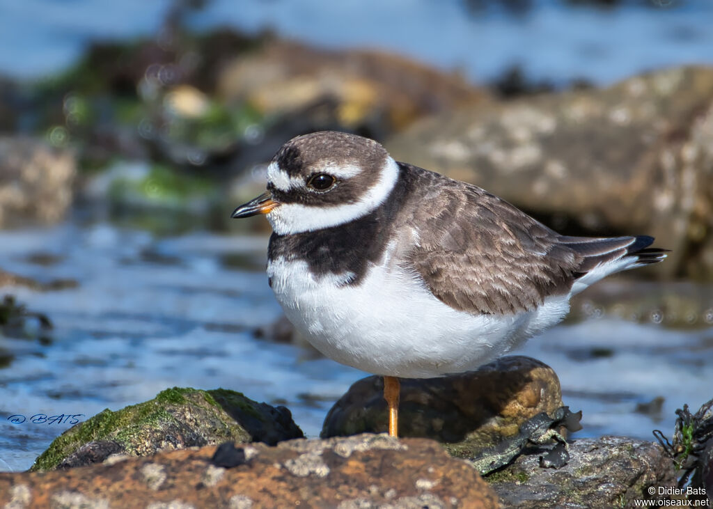 Common Ringed Plover