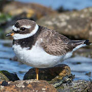 Common Ringed Plover