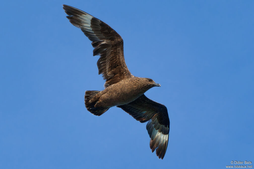 Grand Labbe, Vol, pêche/chasse