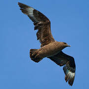 Great Skua