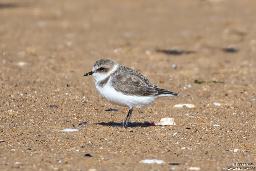 Kentish Plover