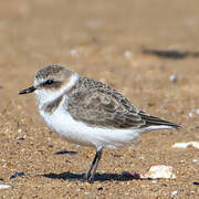 Kentish Plover