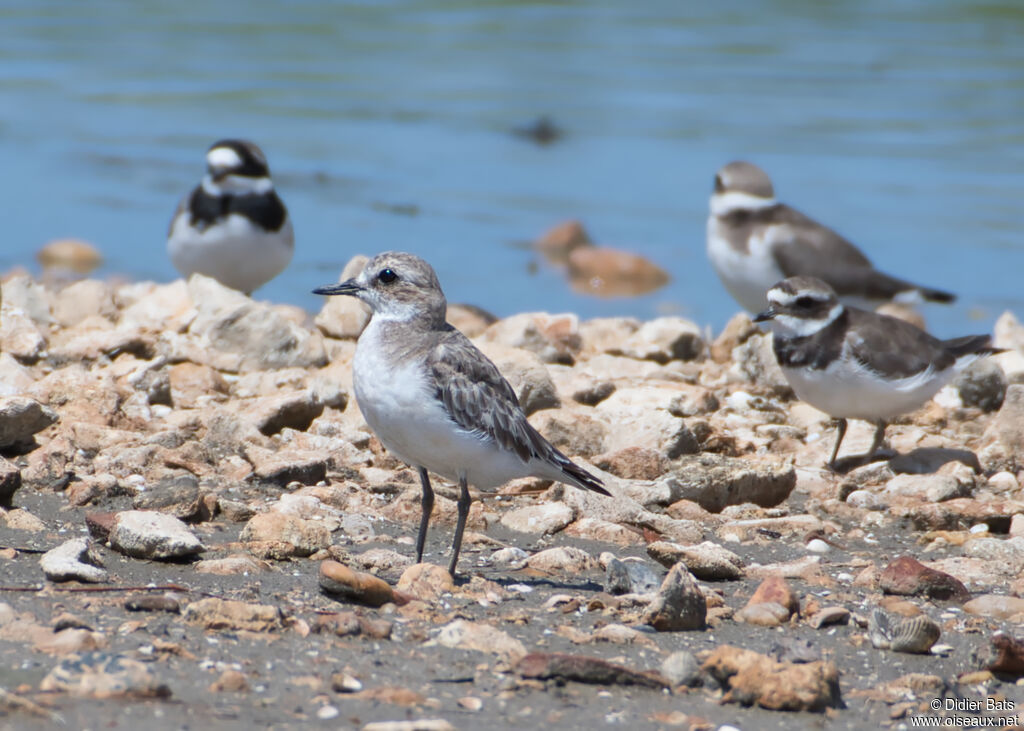 Greater Sand Ploveradult post breeding