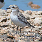 Greater Sand Plover