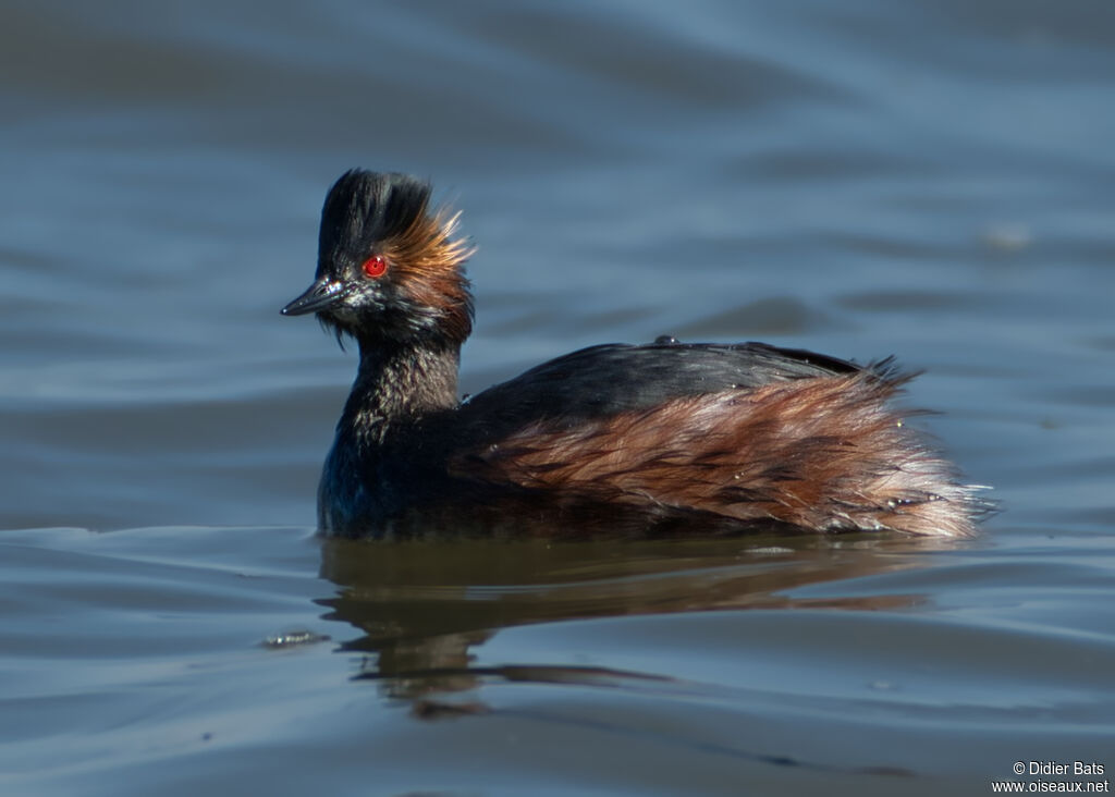 Black-necked Grebeadult breeding