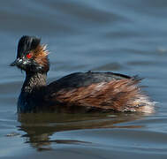 Black-necked Grebe