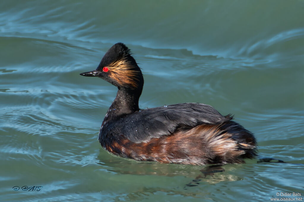 Black-necked Grebe