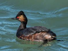 Black-necked Grebe