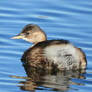 Little Grebe