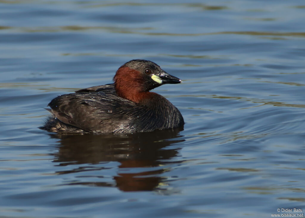 Little Grebeadult breeding