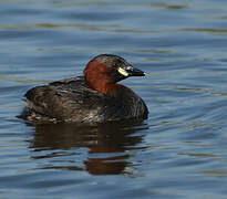 Little Grebe